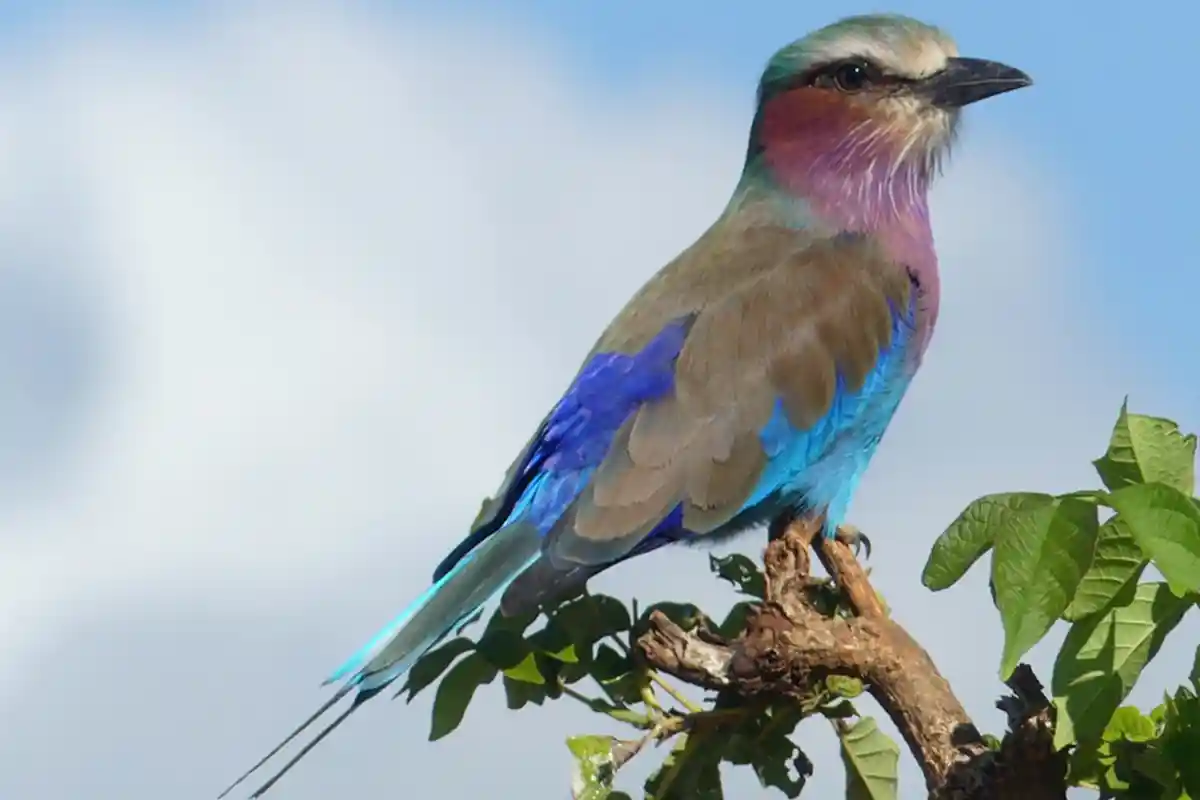 Tarangire National Park - Wildlife