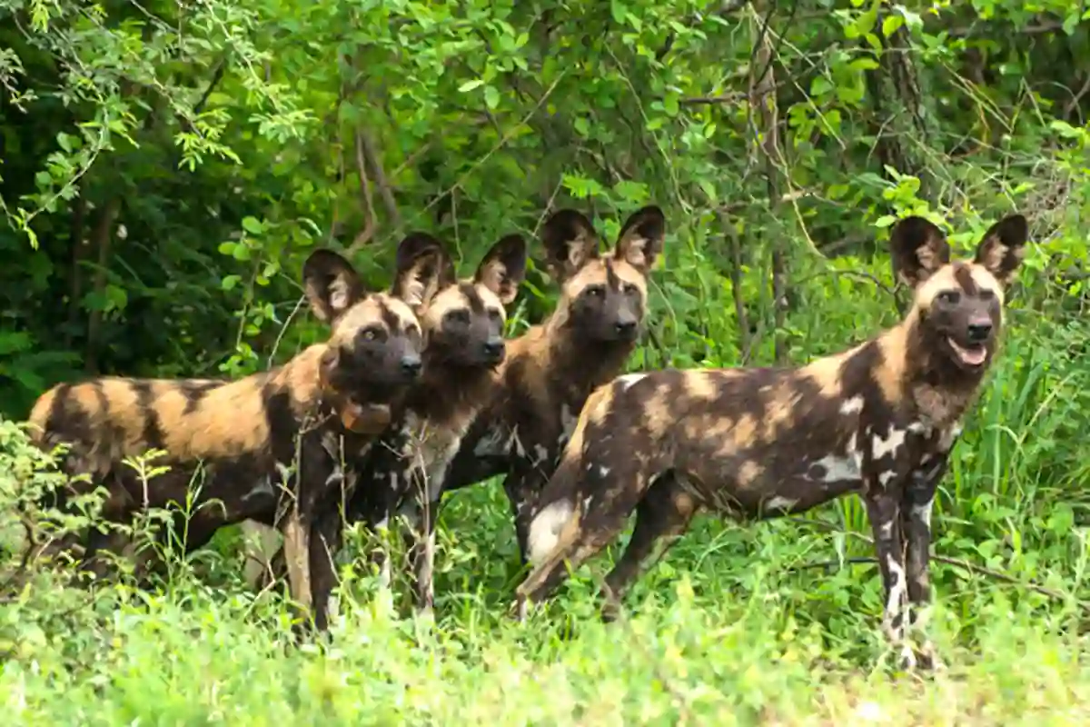 Tarangire National Park - Wildlife