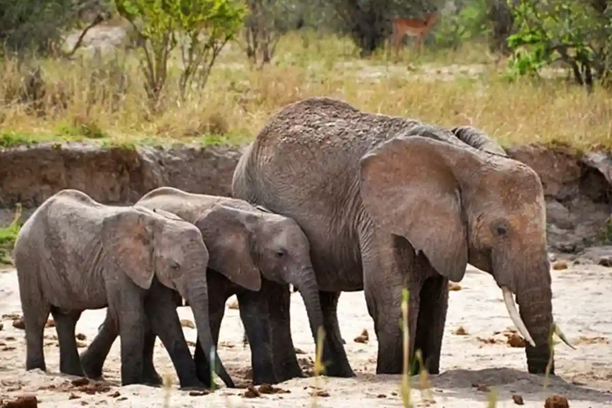 Tarangire National Park - Wildlife