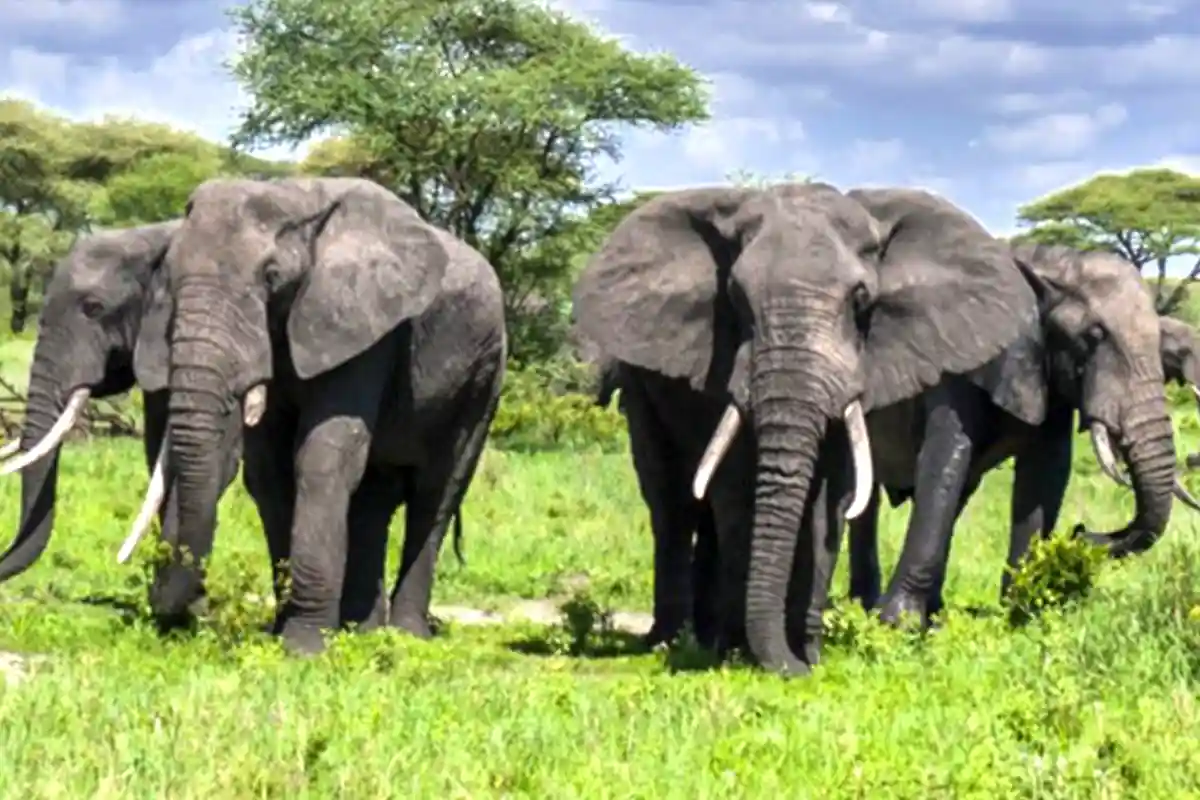 Tarangire National Park - Wildlife