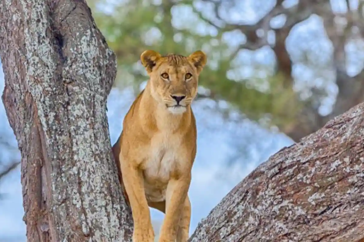 Tarangire National Park - Wildlife