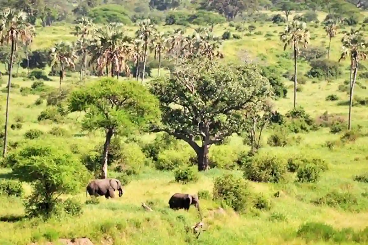 Tarangire National Park - Landscape