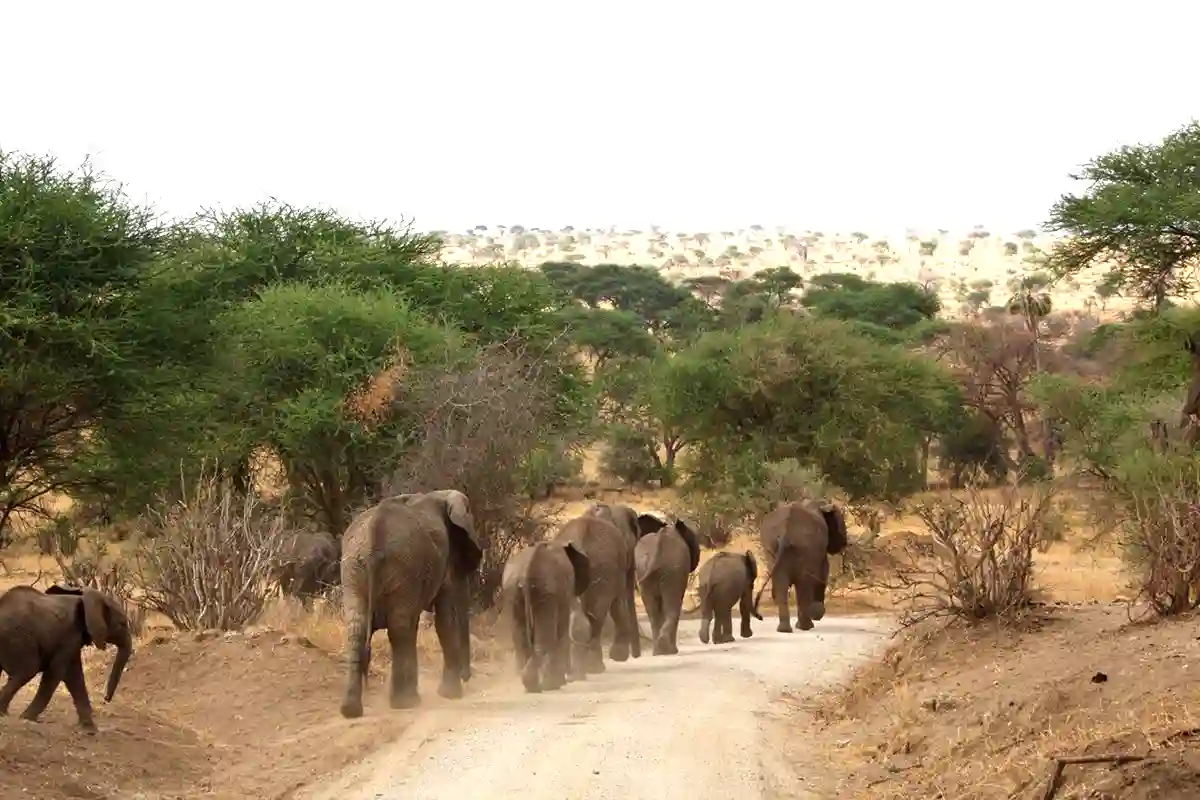Tarangire National Park - Landscape