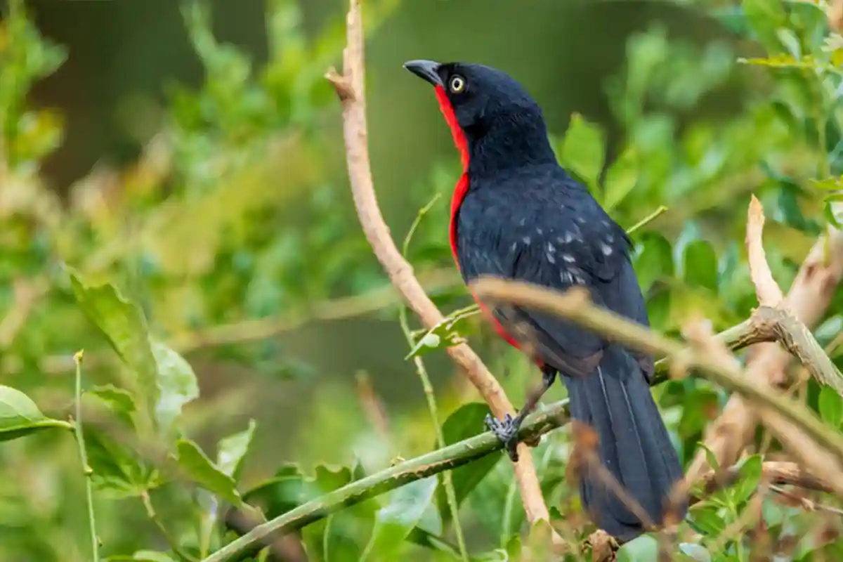 Tarangire National Park