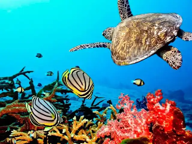 Zanzibar - Activities