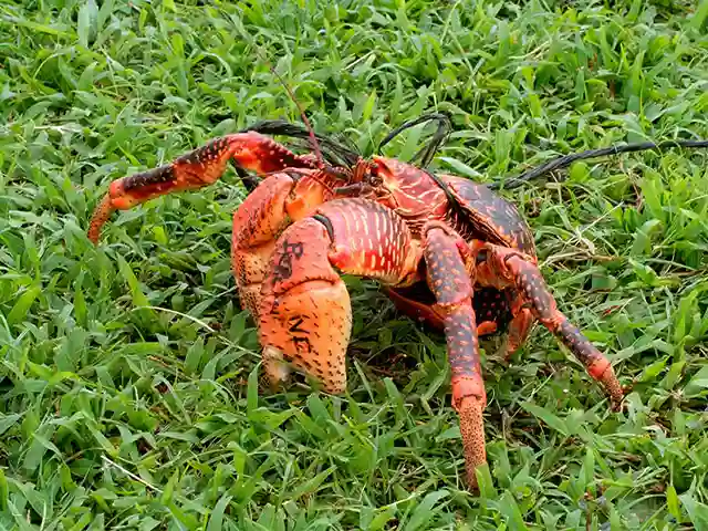 Zanzibar - Wildlife