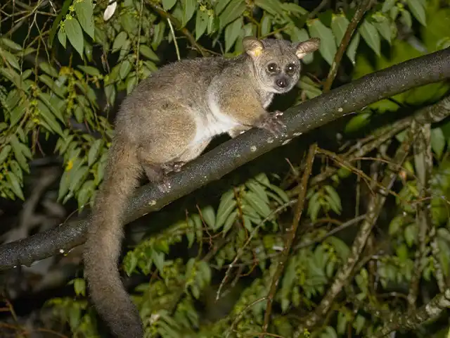 Zanzibar - Wildlife