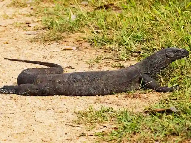 Zanzibar - Wildlife