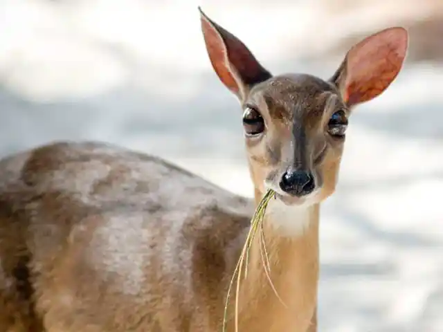 Zanzibar - Wildlife