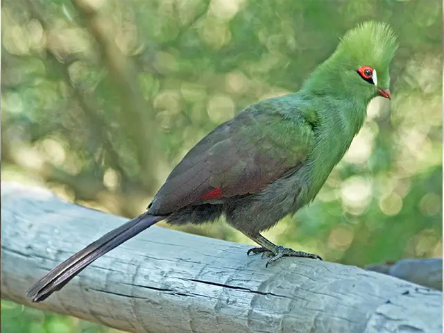 Zanzibar - Wildlife