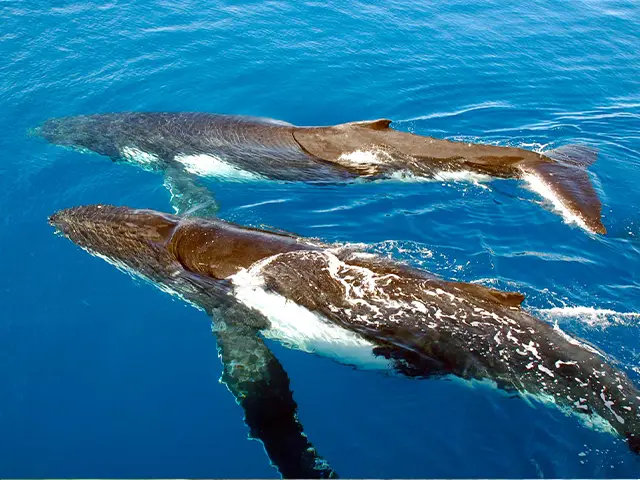 Zanzibar - Wildlife