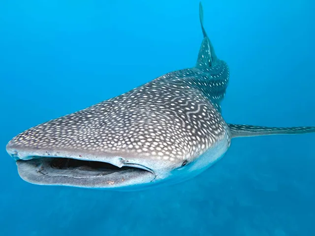 Zanzibar - Wildlife