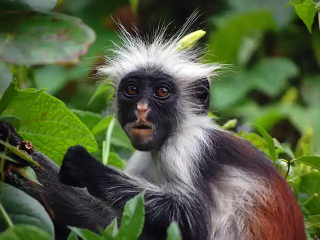 Zanzibar - Wildlife